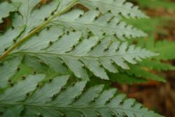 Loxsoma cunninghamii: glaucous underside of fertile frond, with sori and urceolate indusia on lamina margins. 
 Image: L.R. Perrie © Leon Perrie 2013 CC BY-NC 3.0 NZ